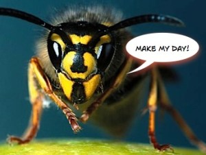 wasp with an attitude