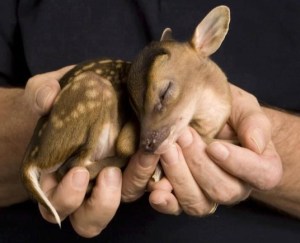 fawn