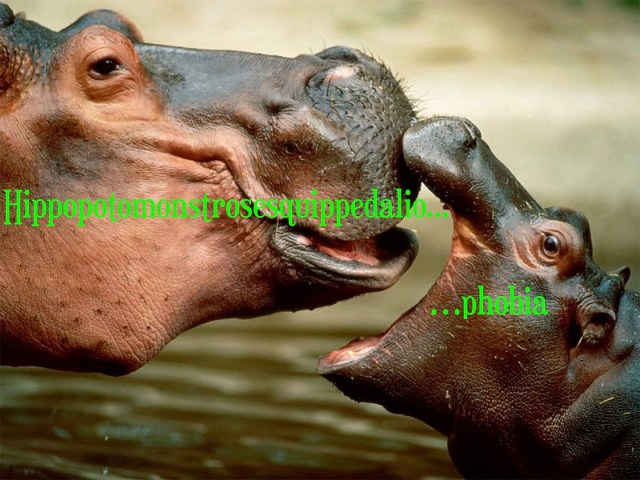 hippos
