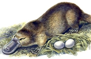 platypus