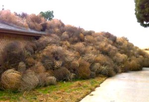 tumbleweeds