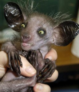 aye-aye 1