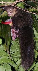 Ksukol ocasatý (Daubentonia madagascariensis)