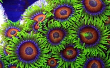 polyps