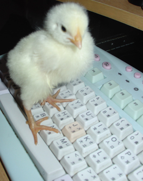 peck typing